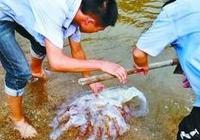 8-летний китайский мальчик умер от укуса медузы