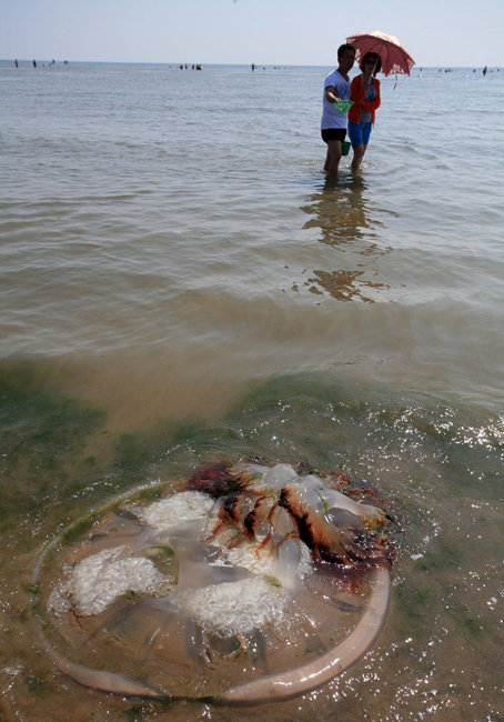 Гигантские медузы выброшены на пляж курорта Бэйдайхэ