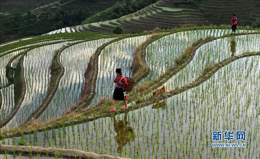 Рисовые террасы в Китае