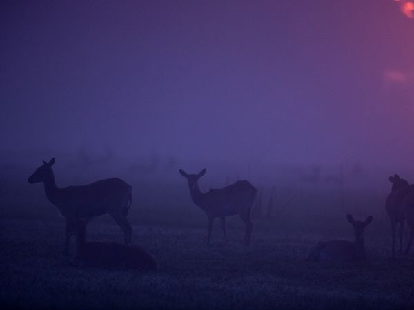 Красота фиолетового цвета из журнала «National Geographic»