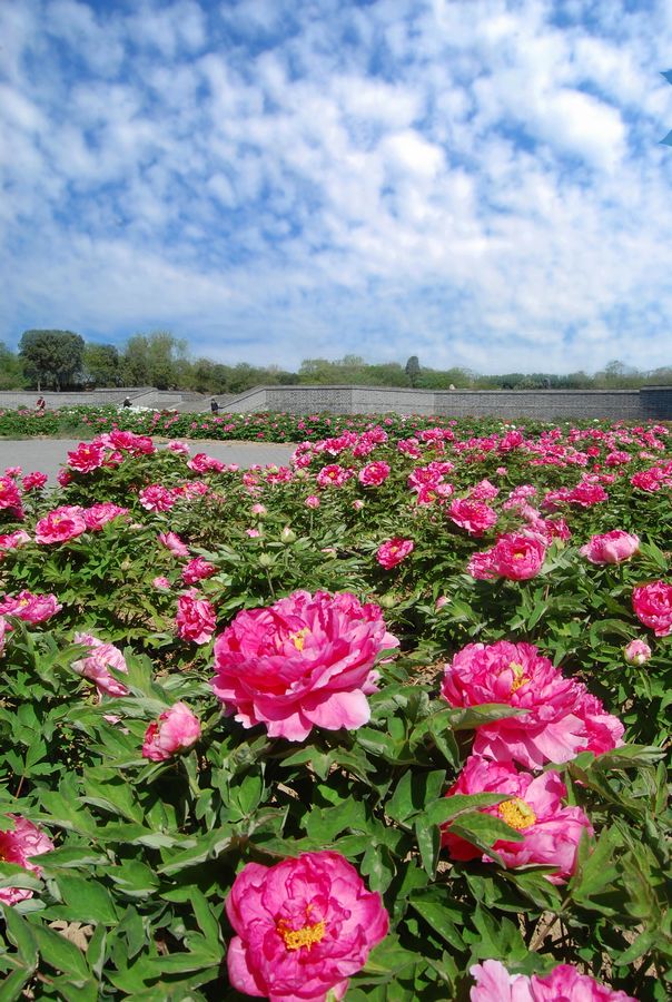 Цветущие пионы в парке Юаньминъюань