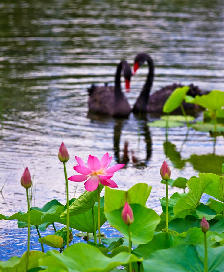 Парк Юаньминъюань: Черные лебеди в саду Чанчуньюань