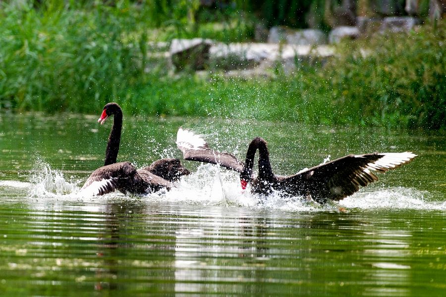 Парк Юаньминъюань: Черные лебеди в саду Чанчуньюань