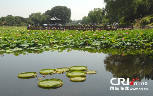 Фестиваль лотосов в парке Юаньминъюань: красивые лотосы