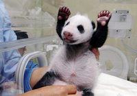 Публика увидит новорожденную панду Юаньцзай в конце года