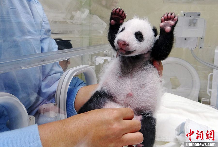 Публика увидит новорожденную панду Юаньцзай в конце года
