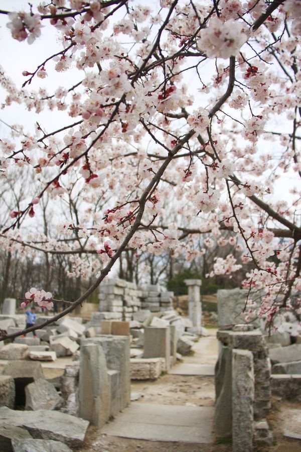 Весна в парке Юаньминъюань – красивые цветы