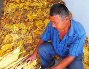 Выращивание табака приносит доход крестьянам уезда Июань