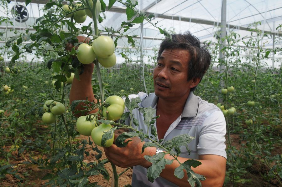 Цзычуань провинции Шаньдун: овощи обогащенные селеном теперь выращиваются в «умных теплицах»