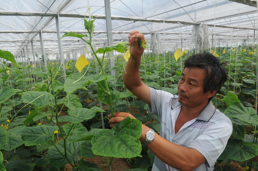 Цзычуань провинции Шаньдун: овощи обогащенные селеном теперь выращиваются в «умных теплицах»