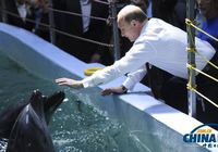 Путин покормил дельфинов и пожал ласты моржу в океанариуме Владивостока