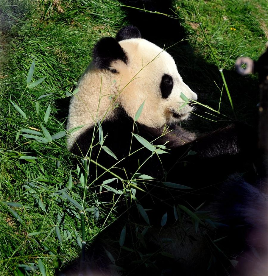 /Вокруг света ради панды/ Во Франции завершилась акция 'Путешествие вокруг света в защиту панды'