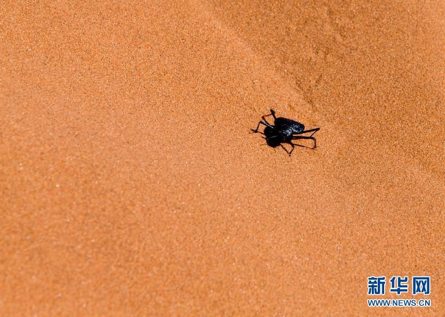 Намиб - самая древняя пустыня в мире
