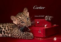 Милые животные в модных рекламах 