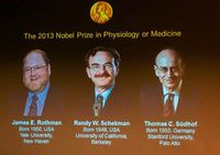 Трое ученых разделили Нобелевскую премию по физиологии и медицине за 2013 год