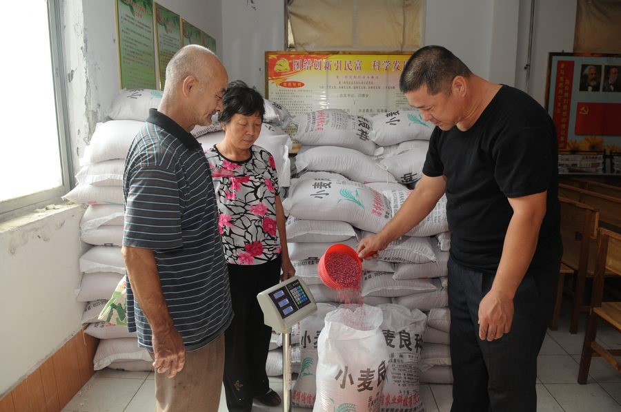 Цзычуань провинции Шаньдун: подготовка семян пшеницы для гарантии осеннего посева