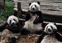 24 сентября группа российских СМИ посетила базу по разведению больших панд в г. Чэнду. Милые панды порадовали российских друзей.