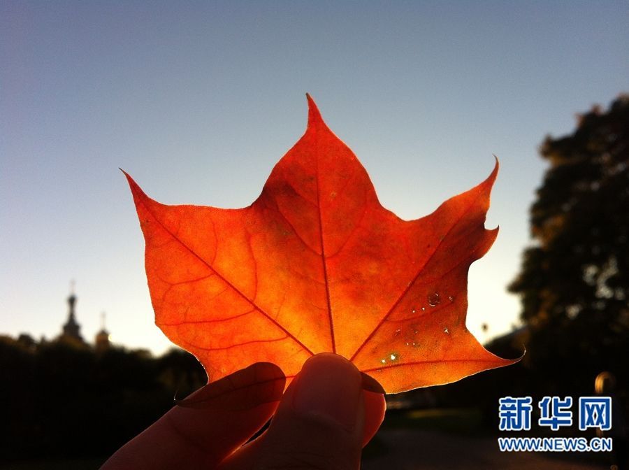 Очаровательные осенние пейзажи Санкт-Петербурга