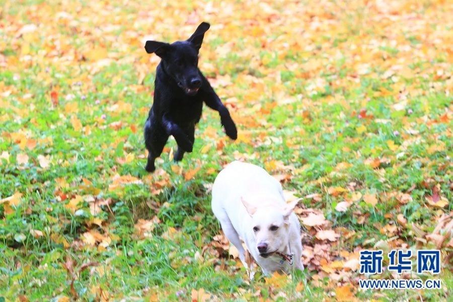 Очаровательные осенние пейзажи Санкт-Петербурга