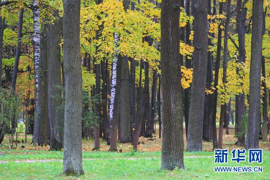 Очаровательные осенние пейзажи Санкт-Петербурга
