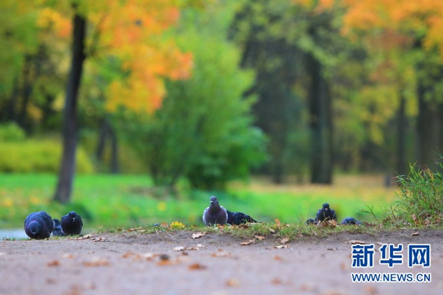 Очаровательные осенние пейзажи Санкт-Петербурга