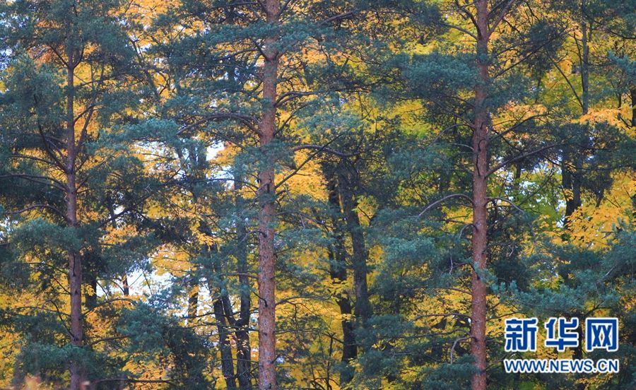 Очаровательные осенние пейзажи Санкт-Петербурга