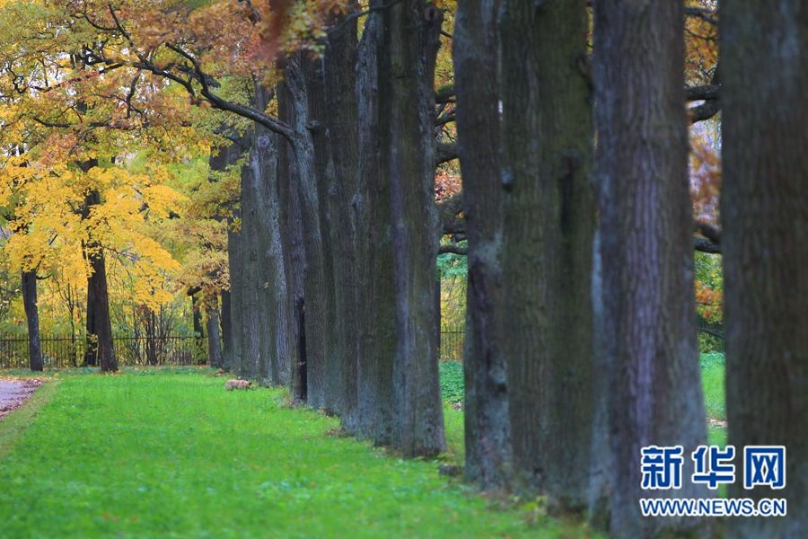 Очаровательные осенние пейзажи Санкт-Петербурга