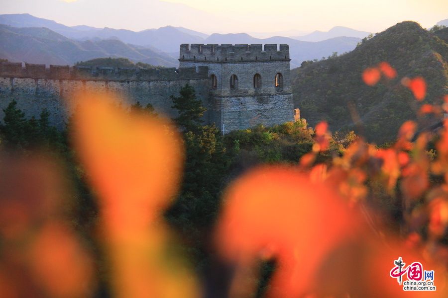 Очаровательные красные листья на участке Великой китайской стены Цзиньшаньлин
