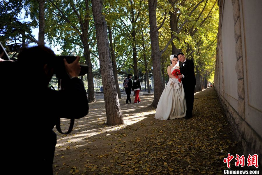29 октября, пекинский проспект с деревьями гинкго за восточной стеной государственной резиденции Дяоюйтай, который известен, как одно из лучших мест с золотыми листьями осенью, уже собрал множество жителей города и фотографов-любителей.
