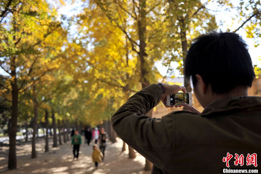 Пекинская улица, обрамленная деревьями гинкго, в предыдущие года обычно уже в средней декаде октября или в конце октября была усыпана зотолисто-желтыми листьями гинкго. 