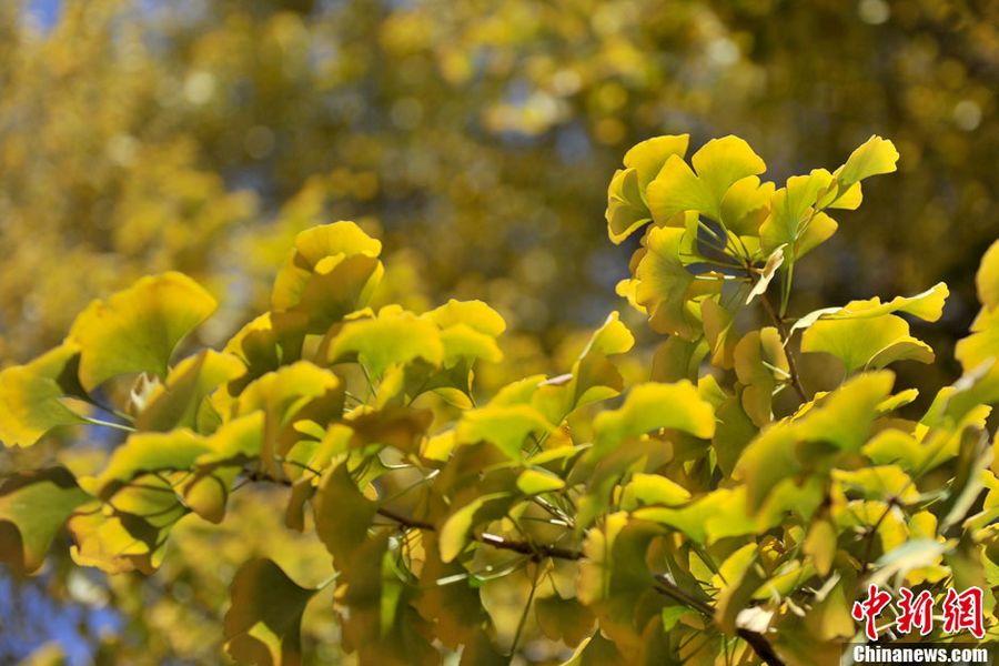 Пекинская улица, обрамленная деревьями гинкго, в предыдущие года обычно уже в средней декаде октября или в конце октября была усыпана зотолисто-желтыми листьями гинкго. 