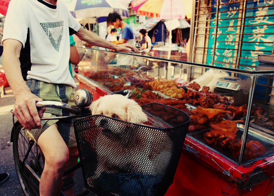 Он сказал, что когда он был в Шанхае, многие местные люди были очень заинтересованы им, чего он в принципе ожидал. Между тем, в Шанхае он также открыл для себя множество отличительных видов и сцен из жизни.