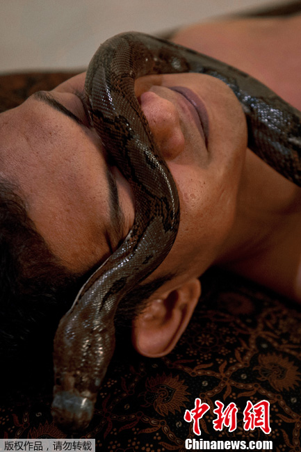 На днях в салоне СПА в индонезийском городе Джакарта, клиентам начали предлагать змеиный массаж, во время которого змеи ползают по телу клиентов, что содействуют потоотделению и кровообращению. 