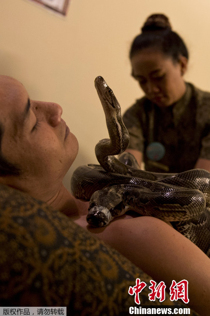 На днях в салоне СПА в индонезийском городе Джакарта, клиентам начали предлагать змеиный массаж, во время которого змеи ползают по телу клиентов, что содействуют потоотделению и кровообращению. 