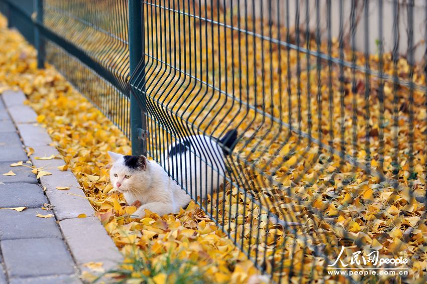 Осенний пейзаж в Саньлитунь посольском районе в Пекине
