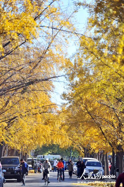 Осенний пейзаж в Саньлитунь посольском районе в Пекине