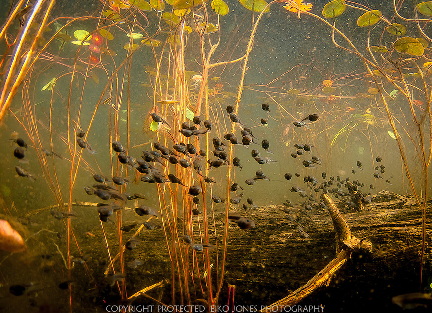 Сказочный подводный мир в объективе канадского фотографа