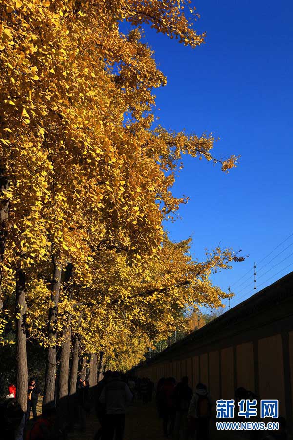 Золотые деревья гинкго в глубокую осень