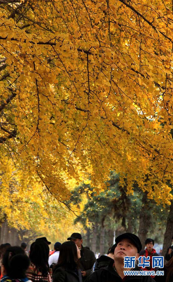 Золотые деревья гинкго в глубокую осень