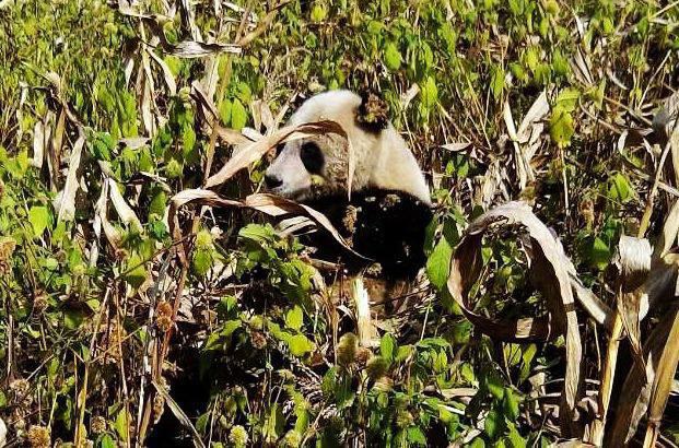 Дикая панда заходит на поля кукурузные в поисках пищи
