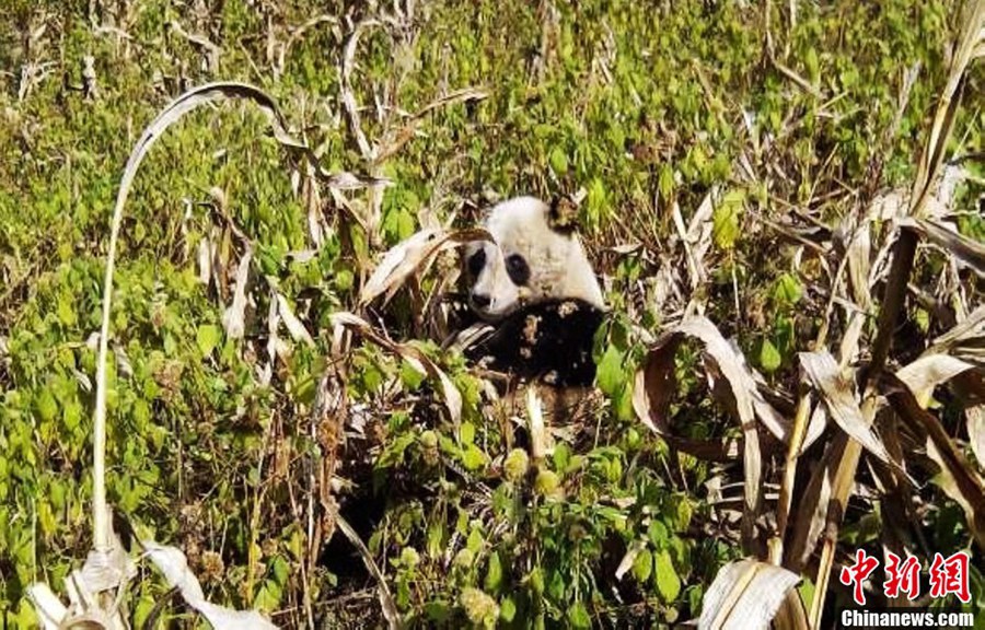 Дикая панда заходит на поля кукурузные в поисках пищи