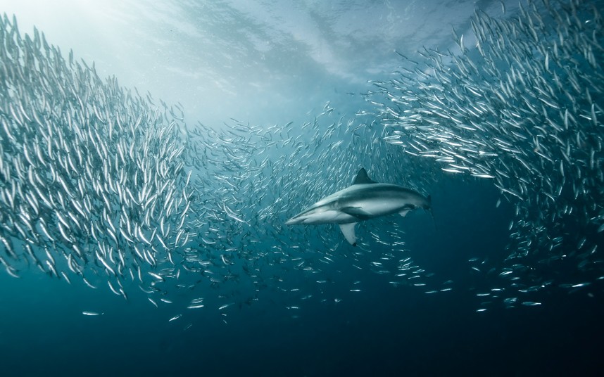 Таинственный и далекий подводный мир постоянно манит многих людей. Российский фотограф Александр Сафонов в течение многих лет увлекается подводными фотографиями.