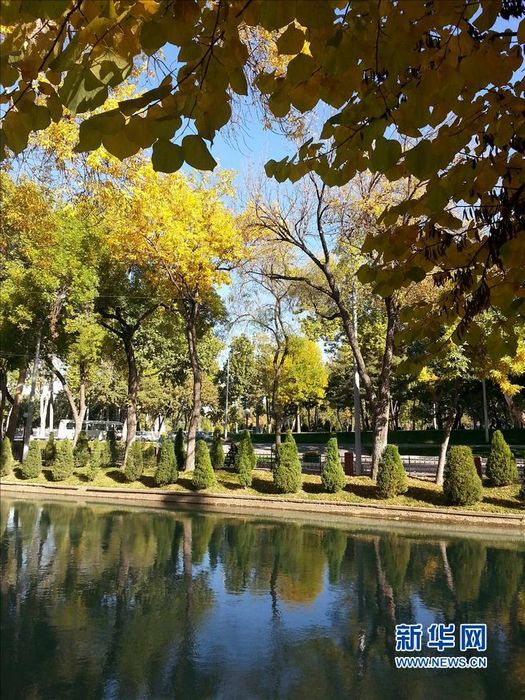 Фото: Осенние пейзажи Ташкента