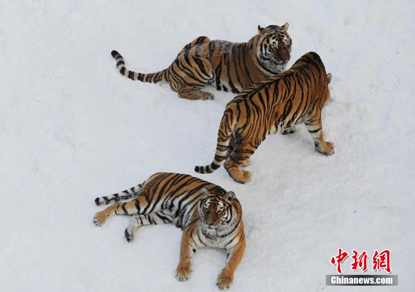 Животные, играющие в снегу
