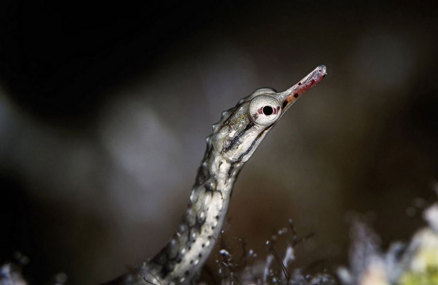 Лучшее с конкурса фотографии National Geographic 2013