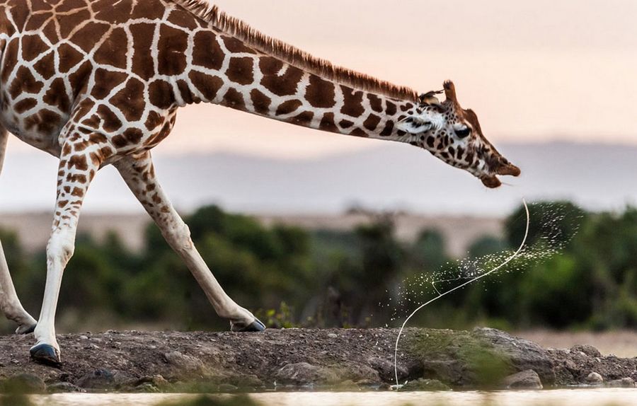 Лучшее с конкурса фотографии National Geographic 2013