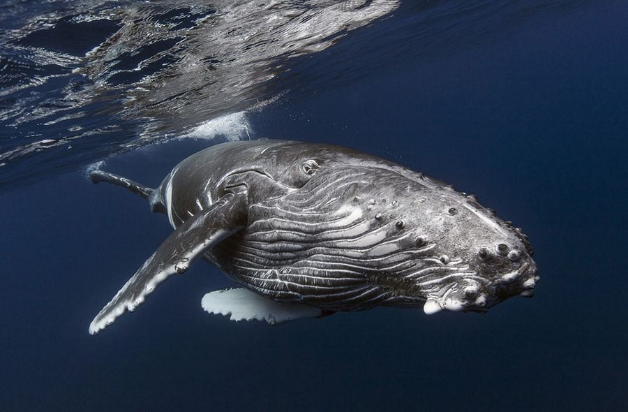 Лучшее с конкурса фотографии National Geographic 2013