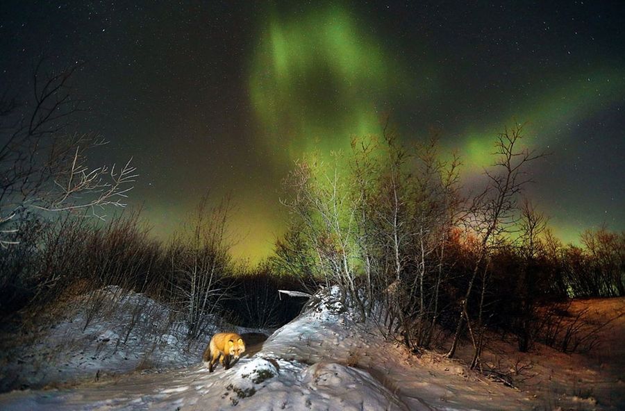 Лучшее с конкурса фотографии National Geographic 2013