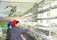 Фото высокого разрешения: Посещение коврового завода в КНДР