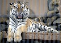 В зоопарке Южной Корет сибирский тигр из России покусал работника зоопарка и сбежал из клетки 
